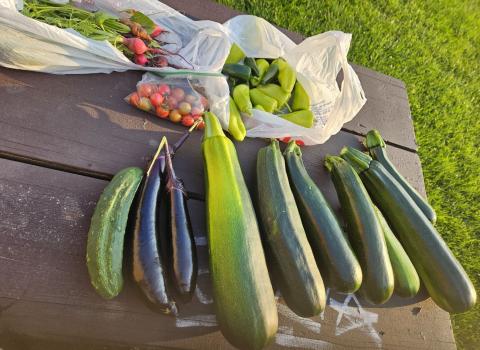 vegetables from the garden