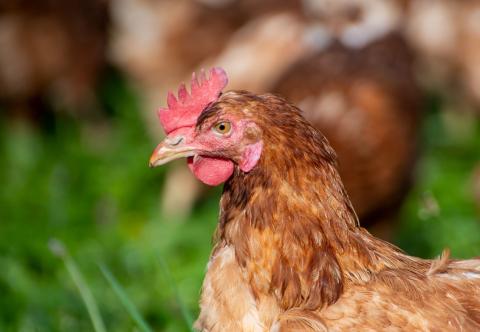 chicken