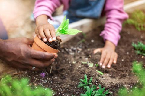 Adult and child Planting