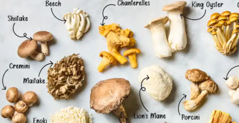 labeled mushrooms